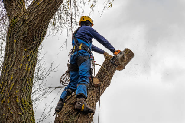 Best Utility Line Clearance  in Justin, TX