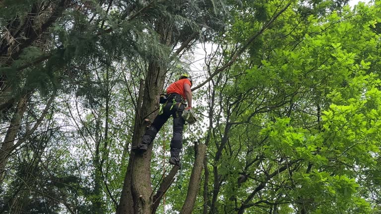 Best Tree Risk Assessment  in Justin, TX